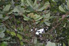 Cryptocarya stocksii